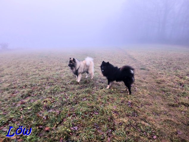 9.12.2025 - Wo ist der Winter?